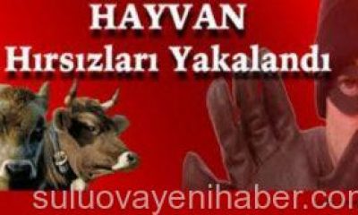 Amasya ve Suluova’da Hayvan Hırsızlığı Operasyonu.