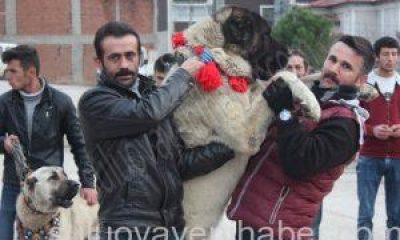Suluova’da, Hollanda’ya Kangal Köpekli Protesto.