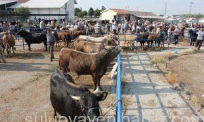 Suluova Hayvan Pazarı Hareketlendi.