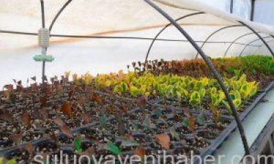 Suluova Belediyesi, Kendi Bitkisini Kendi Üretiyor.