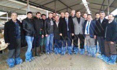 Suluova’da, Hayvanlar Sahiplerini Buldu.