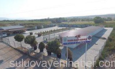 Suluova Belediyesi İle OMÜ, Sokak Hayvanları İçin İşbirliği Yaptı.