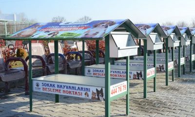 Hayvan Dostu Belediyemiz Beslenme Noktaları Oluşturuyor