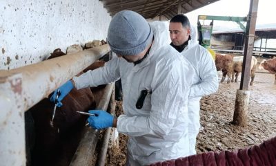 SULUOVA’DA İTHAL SIĞIRLARA SAĞLIK KONTROLÜ VE AŞILAMA ÇALIŞMALARI DEVAM EDİYOR