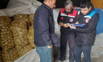 SULUOVA’DA YEMEKLİK PATATES TOHUMLUK KONTROLLERİ YAPILDI