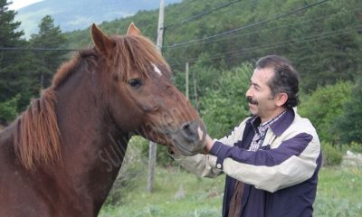 YILKI ATLARI HİKAYESİ !