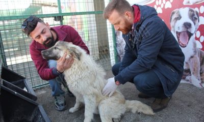 Yaralı köpeği sahiplenmek için yüzlerce kilometre yol kat etti.