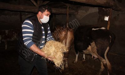 Muhtar dışarı çıkamayan yaşlı çiftin hayvanların bakımıyla ilgileniyor.