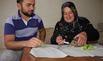 Anne-oğul Buldukları yabani tavşan yavrusunu sevgiyle besliyor.