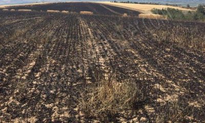 Suluova’da Kundaklama; 70 Dönüm Buğday Küle Döndü