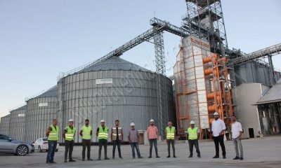 Agrolino Suluova’da ayçiçeği alımlarına başladı