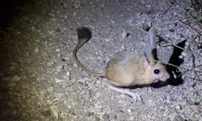 Suluova ilçesinde Arap tavşanı görüntülendi