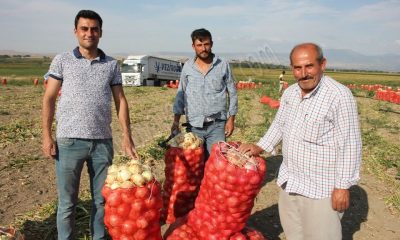 Suluova’da soğan hasadı başladı