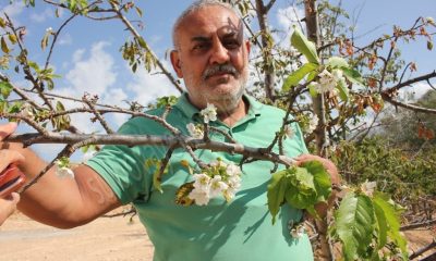 Ekim ayında çiçek açan kiraz ağacı şaşırttı