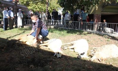 Yağmur için dua edip, kurbanlar kesildi