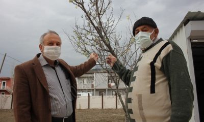 KIŞ AYINDA ÇİÇEK AÇAN ERİK AĞACI ŞAŞIRTTI.