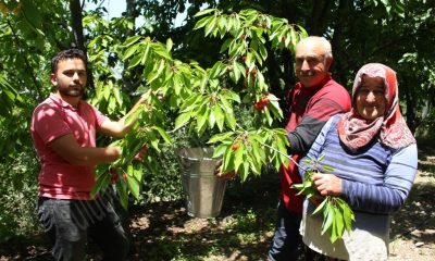 SULUOVA’DA SEZONUN İLK KİRAZ HASADI BAŞLADI