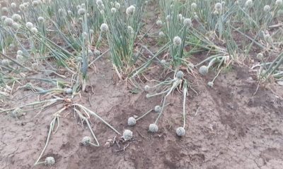 SULUOVA’DA CEVİZ BÜYÜKLÜĞÜNDE DOLU YAĞDI