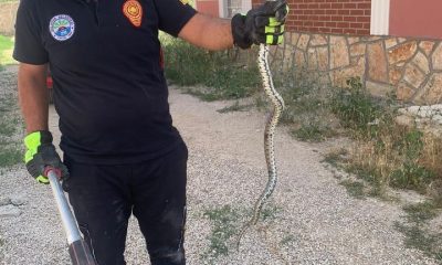 BİNAYA GİREN YILANI İTFAİYE ÇIKARDI