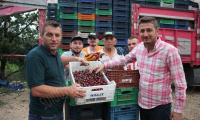 SULUOVA MARKASI “BOYALI KİRAZI” YURT DIŞINA İHRAÇ EDİLİYOR
