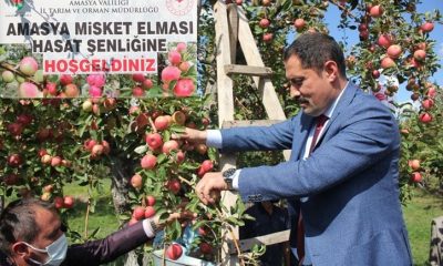 AMASYA MİSKET ELMASI HASADINA, SULUOVA’DAN START VERİLDİ