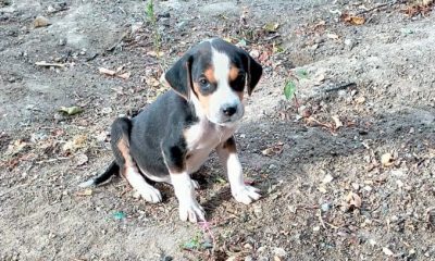 KAYIP KÖPEK DUYURUSU !!!