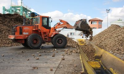 AMASYA ŞEKER FABRİKASI PANCAR SÖKÜMÜNDE ÇİFTÇİSİNİN YANINDA