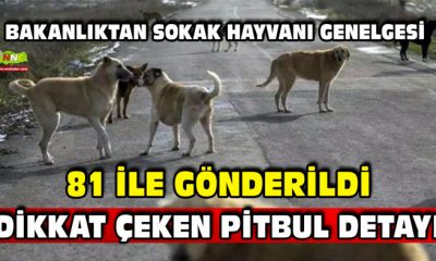 SOKAK HAYVANLARI İÇİN 81 İLE GENELGE GÖNDERİLDİ!