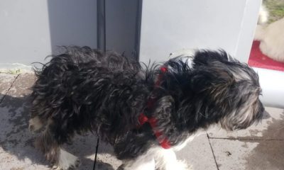 KAYIP KÖPEK DUYURUSU !