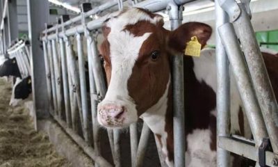 HAYVAN KONTROL VE DİNLENDİRME İSTASYONU KURULACAK