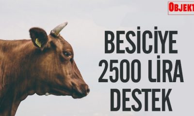 Hayvan Başına 2 Bin 500 Lira Destek !