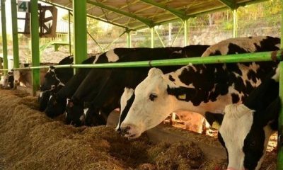 2021 YILI BESİ DESTEKLEME ÖDEMELERİ BAŞLADI