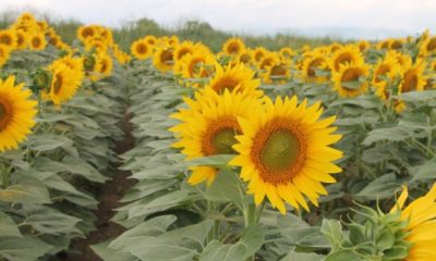 AYÇİÇEĞİ DESTEK ÖDEMELERİ BAŞLADI