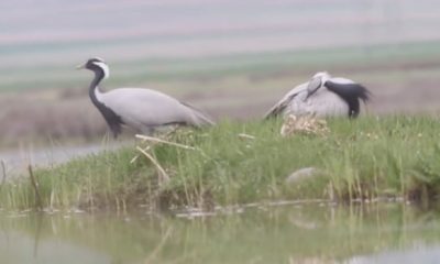 NESLİ TÜKENME TEHLİKESİ ALTINDAKİ “TELLİ TURNA” SULUOVA’DA GÖRÜNTÜLENDİ