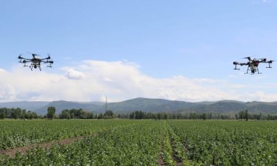 PANCAR TOHUMLARI ZİHA’LARLA İLAÇLANDI