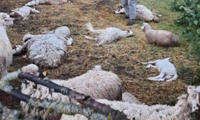 SULUOVA’DA KURTLAR SÜRÜYE SALDIRDI 35 KOYUN İLE KUZU TELEF OLDU.