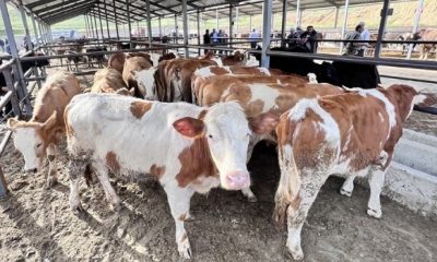 ZİRAAT ODASI BAŞKANI ADNAN ÖKSÜZ “KURBAN KESİMİNDE YÜZDE 25 AZALMA BEKLENİYOR”