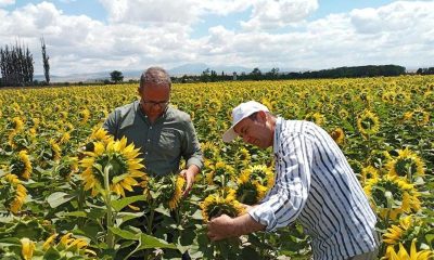 AMASYA GENELİNDE, ÇAYIR TIRTILI İLE MÜCADELEYE BAŞLANDI