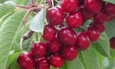 SULUOVA ZİRAAT ODASINDAN HİBELİ KİRAZ FİDANI DUYURUSU !