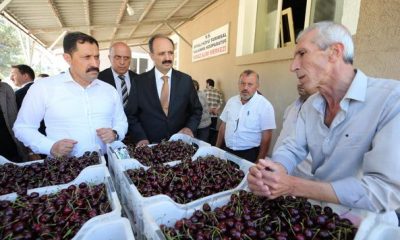 VALİMİZ MASATLI, BOYALI KÖYÜ KİRAZ ALIM MERKEZİNDE İNCELEMELERDE BULUNDU