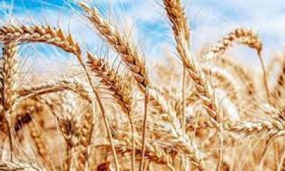 TOPRAK MAHSULLERİ OFİSİ FİYATLARI ARTTIRDI