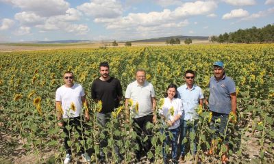 ATIL ARAZİYE EKİMİ YAPILAN AYÇİÇEĞİ BOY VERDİ