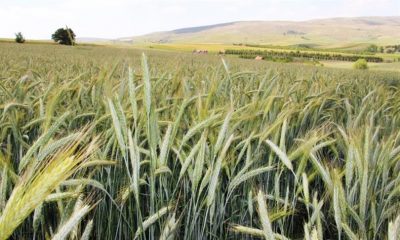 HİBE DESTEKLİ TOHUM BAŞVURULARI BAŞLADI