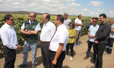 VALİMİZ MASATLI, SULUOVA’DA ATIL ARAZİDE EKİMİ YAPILAN AYÇİÇEĞİ TARLASINDA İNCELEME YAPTI