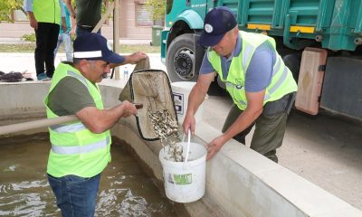 SULUOVA’DA ÜRETİLEN 94 BİN PULLU SAZAN YAVRULARI GÖLETLERE BIRAKILDI.