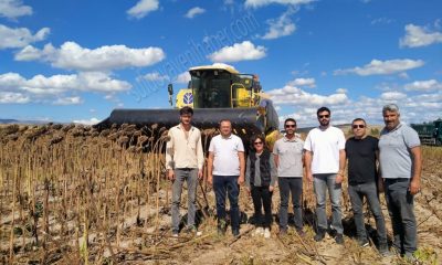 ATIL ARAZİYE EKİMİ YAPILAN AYÇİÇEĞİ HASAT EDİLDİ