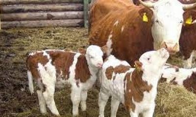 BU ŞARTLARI SAĞLIYORSANIZ DESTEK ALABİLİRSİNİZ