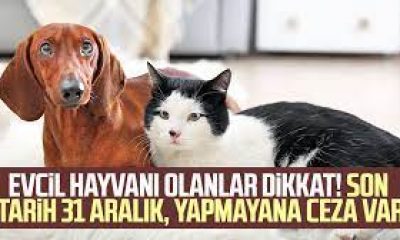 EVCİL HAYVANI OLANLAR DİKKAT: SON GÜN 31 ARALIK !