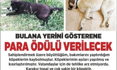 KAYIP 2 KÖPEĞİ BULANA ÖDÜL VAR !