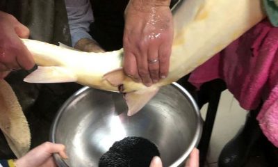 SULUOVA YEDİKIR’DA KARACA MERSİN BALIĞI ÜRETİLDİ